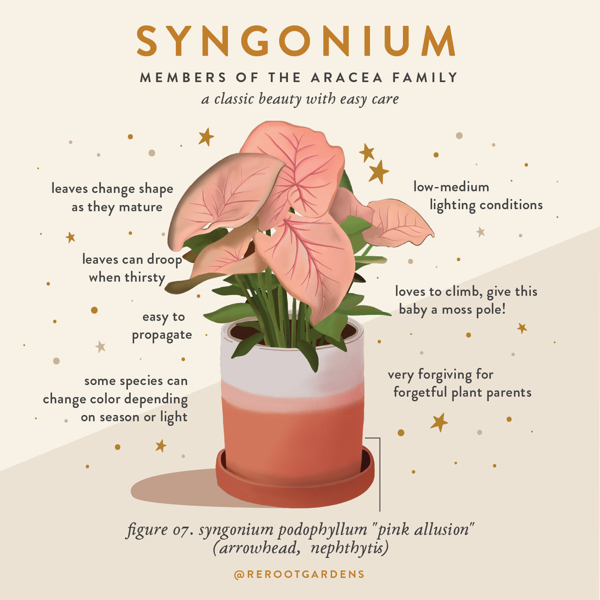 SYNGONIUM PLANT BOX – rerootgardens