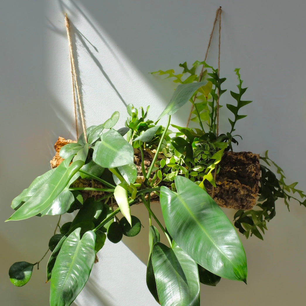 10/12 Mounted Plant Hammock!