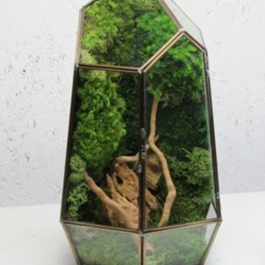 10/06 Geometric Moss Terrarium