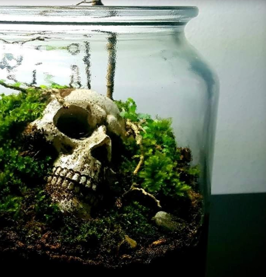 10/27 Skull Terrariums