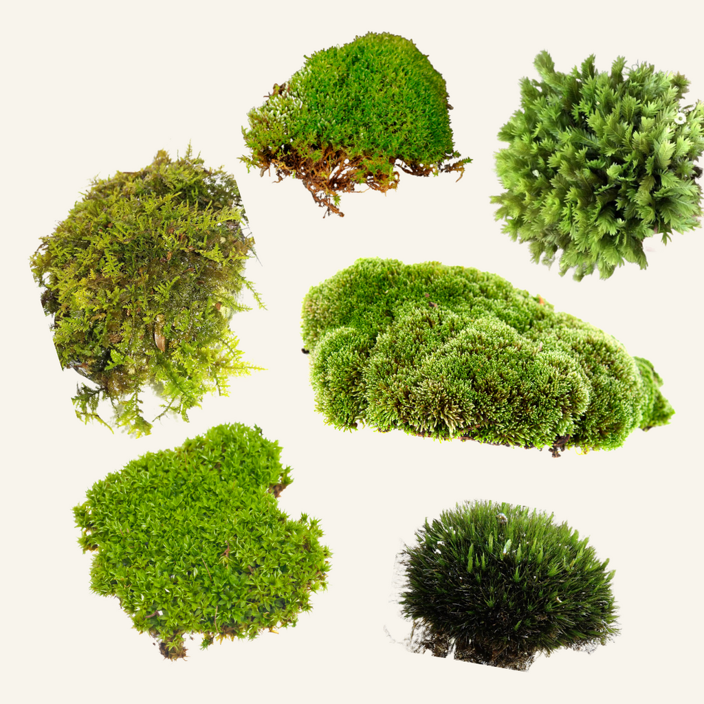 8+ Go-To Terrarium Moss Types