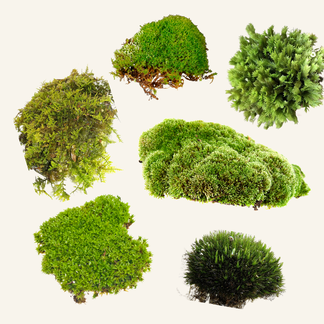 Live Moss For Terrariums • Gorgeous Natural Moss